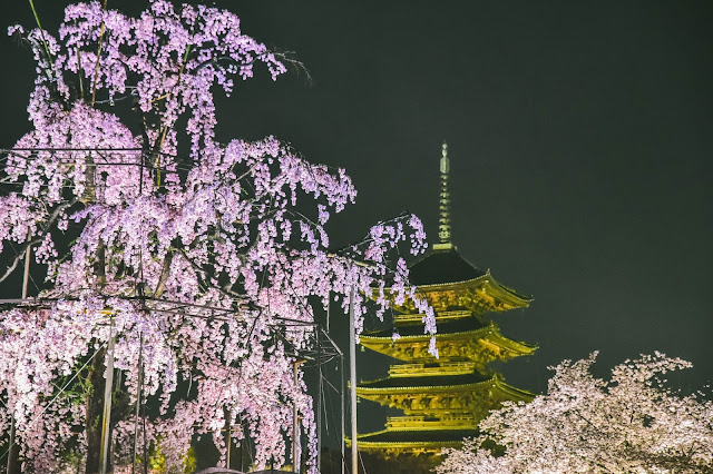 日本 京都 櫻花 夜櫻 東寺 枝垂櫻 不二櫻