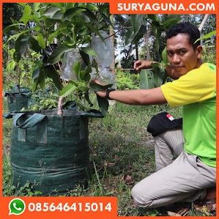 planter bag dari suryaguna 085646415014