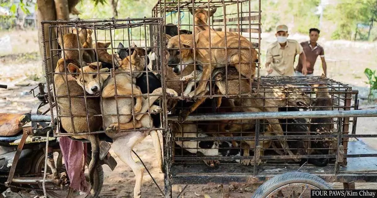 61 Dogs And Puppies In Cambodia Are Rescued From Being Slaughtered And Eaten
