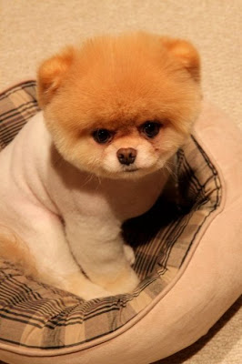 Meet Boo the Cutest Pomeranian Dog Seen On www.coolpicturegallery.us