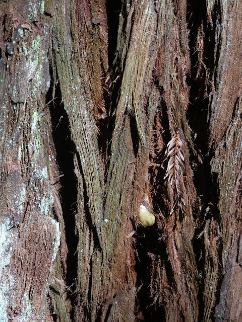 02: redwood bark