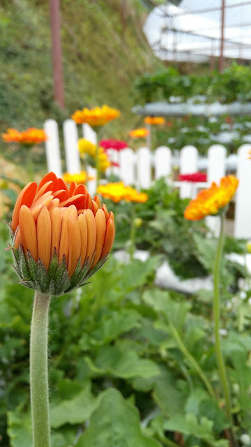 Gerbera Daisy @ Cameron Highland (Orange Color)