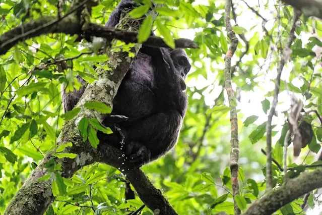 Chimpancé (Pan troglodytes) orinando en un árbol, Parque Nacional de Nyungwe, Ruanda, África. Eric Baccega/Nature Picture Library/Alamy Stock Photo