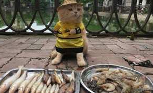 Seekor Kucing Menjadi Pedagang Ikan