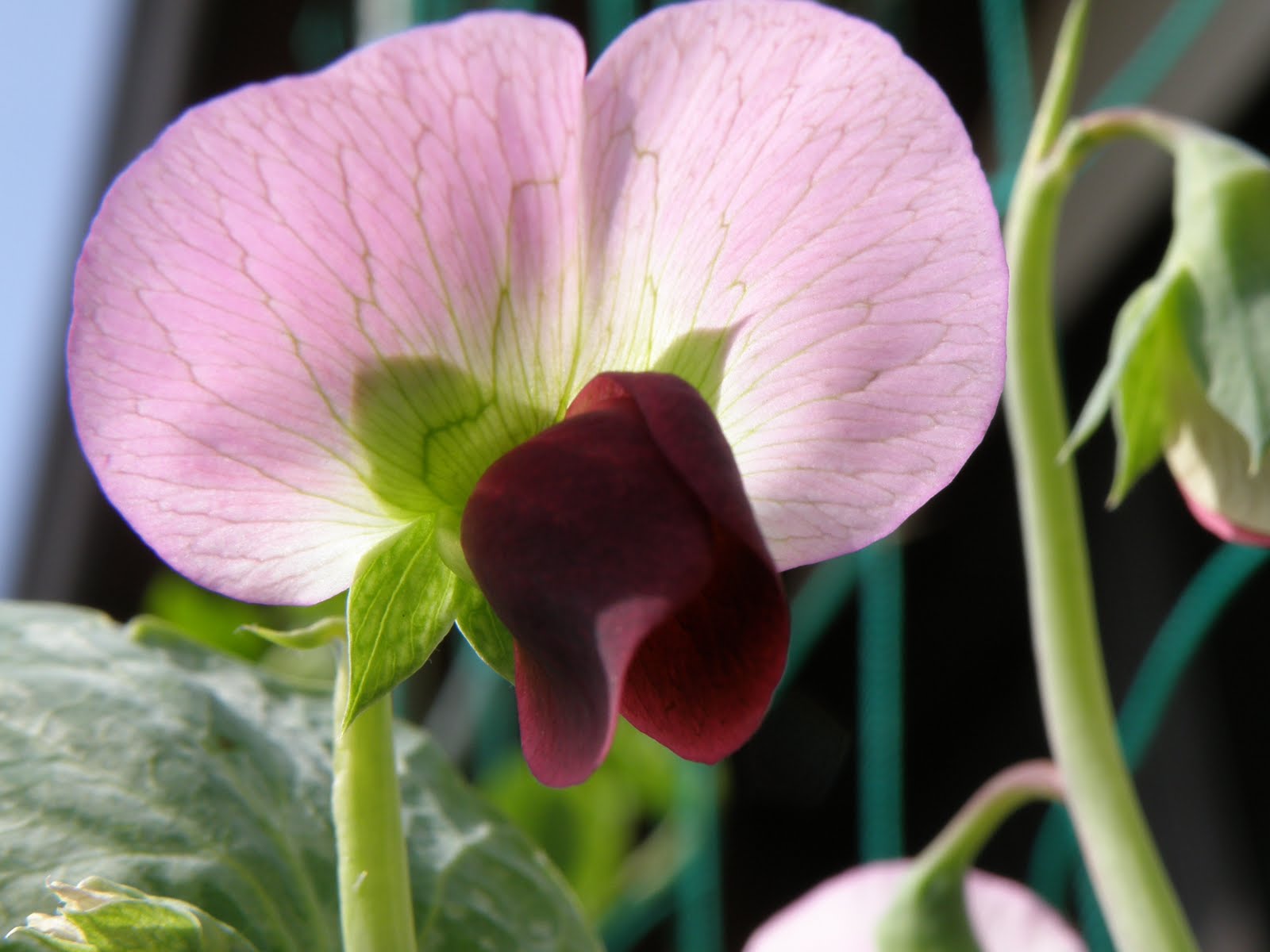 Flos 花 Blume Flower 華 Fleur Flor Cbetok Fiore エンドウ