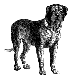 Digital Dog Download Vintage Mastiff Clip Art