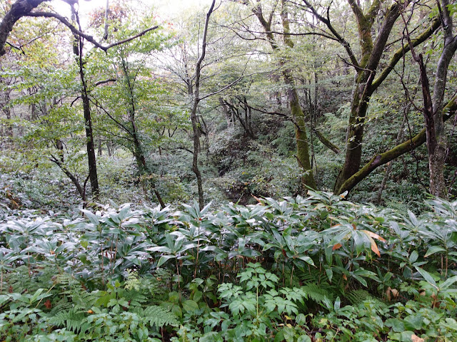 大休峠入り口に向かう山道