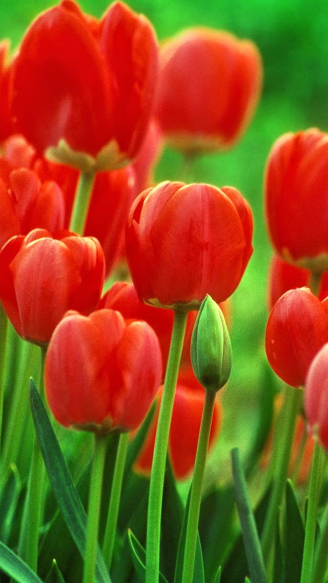 Free Wallpaper Phone: iphone wallpapers tulips