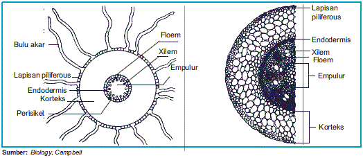 Aliyah Shofiyanah's blog: struktur jaringan tumbuhan