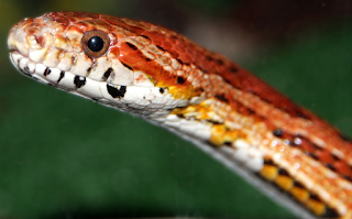 Características Serpiente Horóscopo Chino, Salud Serpiente Horóscopo Chino, Serpiente Horóscopo Chino, Aspectos Positivos Serpiente Horóscopo Chino, Aspectos Negativos Serpiente Horóscopo Chino, Profesión Serpiente Horóscopo Chino, Vida Laboral Serpiente Horóscopo Chino, Economía Serpiente Horóscopo Chino, Anos Serpiente Horóscopo Chino, Serpiente Fuego Horóscopo Chino, Serpiente Tierra Horóscopo Chino, Serpiente Metal Horóscopo Chino, Serpiente Agua Horóscopo Chino, Serpiente Madera Horóscopo Chino, Personajes Famosos Serpiente Horóscopo Chino, Personajes Famosos Serpiente Fuego 1977 Horóscopo Chino, Compatibilidad Serpiente Rata Horóscopo Chino, Compatibilidad Serpiente Buey Horóscopo Chino, Compatibilidad Serpiente Tigre Horóscopo Chino, Compatibilidad Serpiente Conejo Horóscopo Chino, Compatibilidad Serpiente Caballo Horóscopo Chino, Serpiente Compatibilidad Serpiente Horóscopo Chino, Compatibilidad Serpiente Rata Horóscopo Chino, Compatibilidad Serpiente Oveja Horóscopo Chino, Compatibilidad Serpiente Cabra Horóscopo Chino, Compatibilidad Serpiente Mono Horóscopo Chino, Compatibilidad Serpiente Perro Horóscopo Chino, Compatibilidad Serpiente Cerdo Horóscopo Chino, Años Serpiente Metal Horóscopo Chino, Años Serpiente Agua Horóscopo Chino, Años Serpiente Tierra Horóscopo Chino, Años Serpiente Madera Horóscopo Chino, Años Serpiente Fuego Horóscopo Chino - Astrofuturoonline.blogspot.com