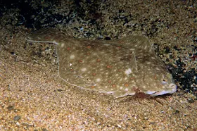 Plaice as found in Holderness Offshore MCZ and the Morte Platform - Photo copyright Paul Naylor (All rights reserved)