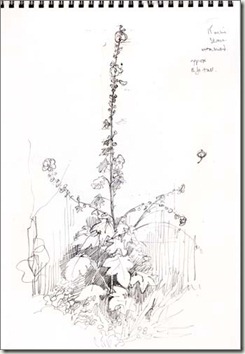 tall hollyhock bg sm
