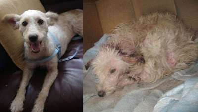 Before and After Animal Rescue Seen On lolpicturegallery.blogspot.com
