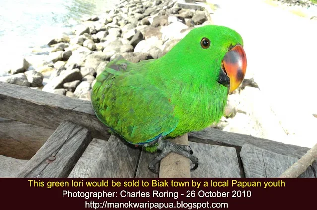 Eclectus Parrot