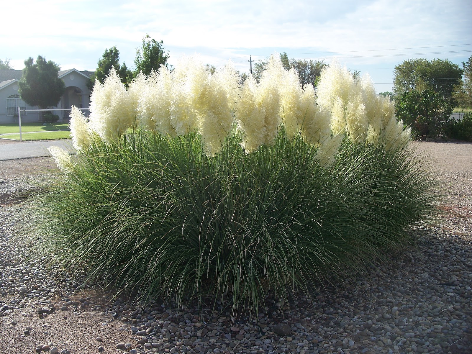 Pampas Grass