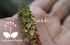 Basil seeds on the plant