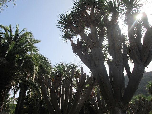 Wyspy Kanaryjskie, Gran Canaria, Jardin Botanico Canario Viera y Clavijo