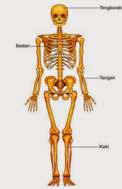 Ayo Kita Belajar Struktur Kerangka Manusia 