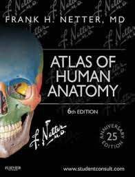قراءة و تحميل كتاب atlas of human anatomy مترجم pdf