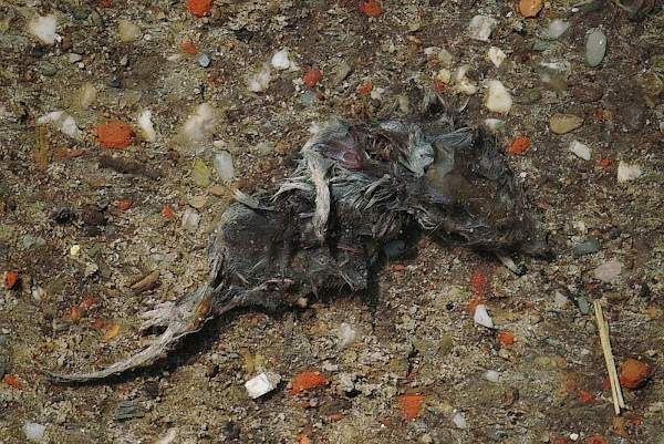 Bewerkte foto van dode en platgereden muis
