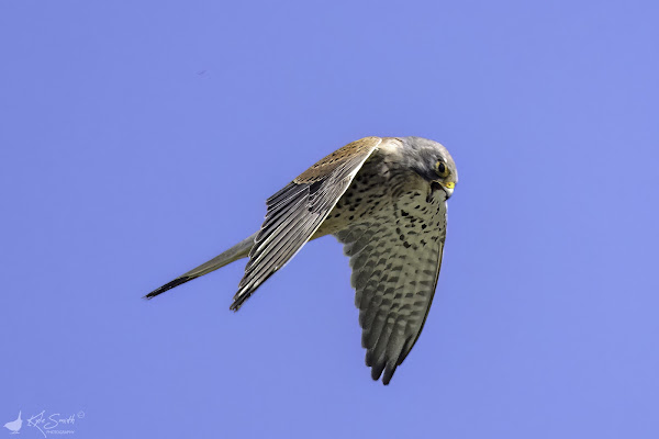 Kestrel