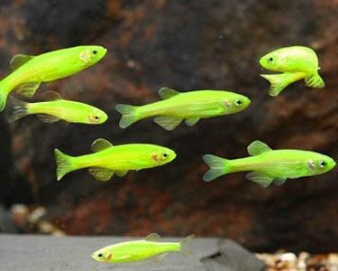 danio rerio- daniobalarino - paulistinha rosa - paulistinha - paulistinha verde rosa lilas azul transparente - petmania- bettas e guppys - reprodução- reproducao-peixe-aquario-tanque-como fazer - afogados da ingazeira - pernambuco-petshop - loja- aquarismo