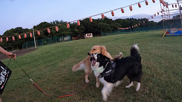 保護犬 ボーダーコリー トーマ