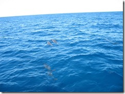 picture 203