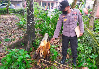 Tertimpa Pohon Laban, Warga Klirong Meninggal Dunia