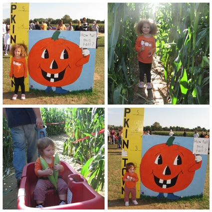 Pumpkin Patch 3