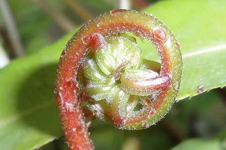 Стенохлена болотная (Stenochlaena palustris)