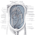 Peritoneum