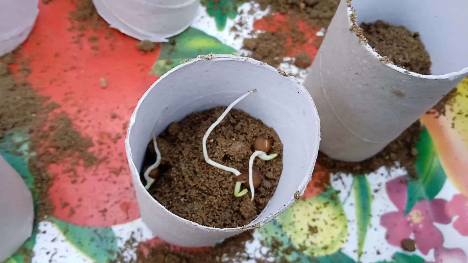 Put 1 to 3 sprouted sweet pea seeds into the tubes. when handling the sprouted seeds handle with care to avoid damage to the long roots when transplanting. Put more seeds than are needed in each cell, so you’ll need to either (carefully) pull out the weaker ones from each container, by leaving only one healthy one, or you cut them off at the base!