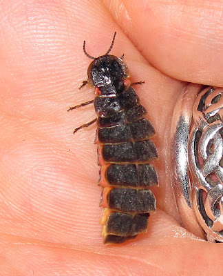 Glow-worm, Lampyris noctiluca, a beetle; female adult.  High Elms Country Park, 27 July 2011.