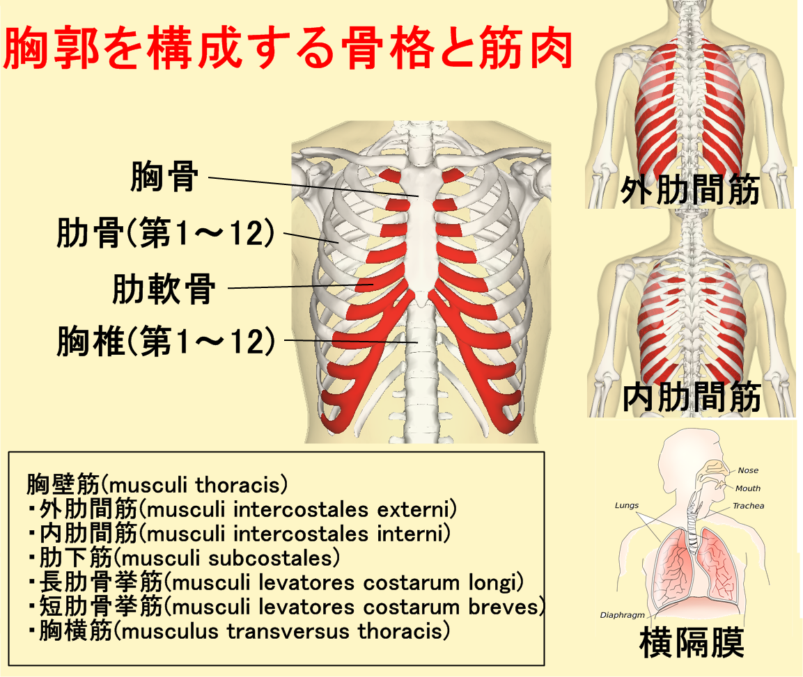 呼吸筋の種類 構造 作用と鍛え方 筋力トレーニング 公式 公益社団法人 日本パワーリフティング協会