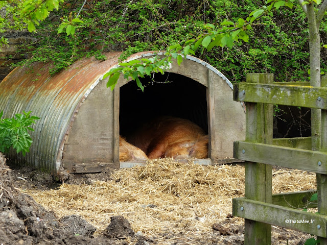 truie cochon Hackney City Farm East London Londres maison des cochons