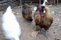 Ayam hias jenis Ayam Kapas atau Silkie Hen dan Ayam Batik (Sebrict) serta ciri khasnya