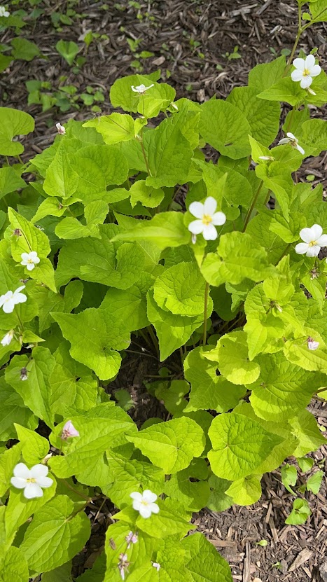 Canada violet