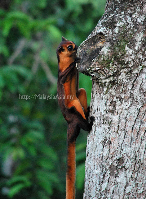 Giant Flying Squirrel at RDC