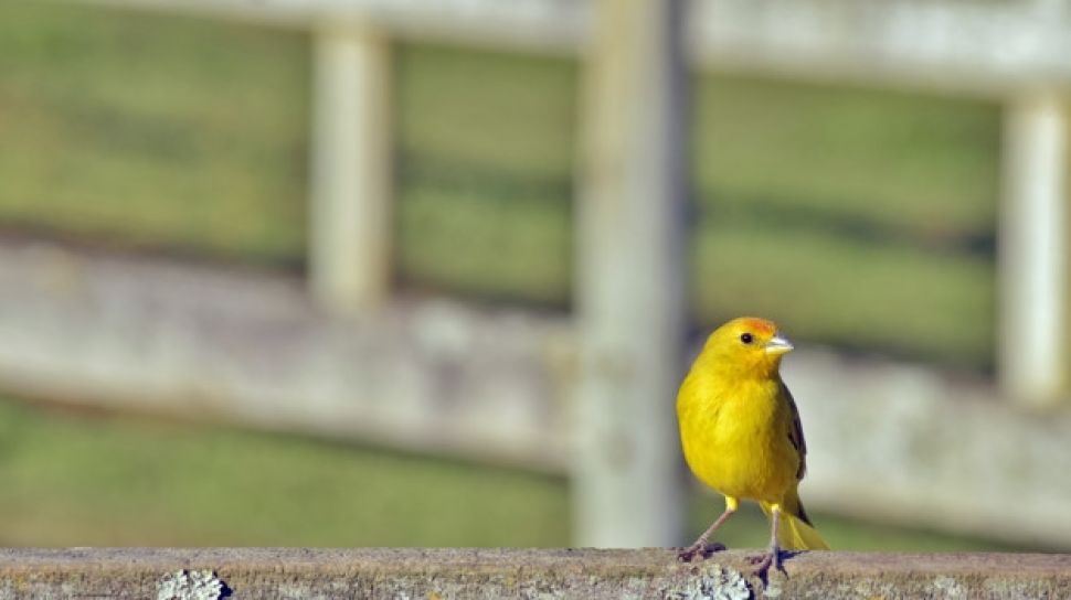 'paduan suara burung' yang mengisi udara dengan keindahannya.