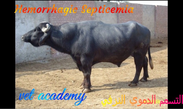 التسمم الدموي النزفي-Haemorrhagic septicemia-Shipping fever-Septicemic pasteurellosis