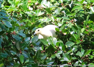 White pigeon in Waigeo island