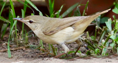 "Blyth's Reed Warbler - Acrocephalus dumetorum passage migrant,The adult has a plain brown back and pale underparts.Here seen perched on the garden floor."