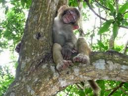 [Kisah Inspiratif]: Seekor Monyet Dan Angin Selatan 