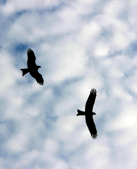 birds silhouetted against a blue and white sky