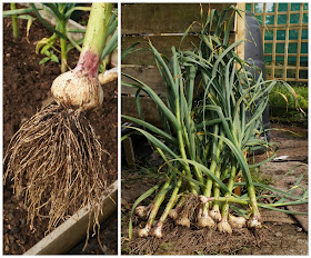 first garlic lifted - growourown.blogspot.com - an allotment blog