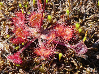 Droséra à feuilles rondes - Drosera rotundifolia