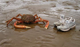 https://www.adn.com/article/20150222/laine-welch-alaska-permit-prices-dropping-crab-shrimp-shells-find-way-workout-gear