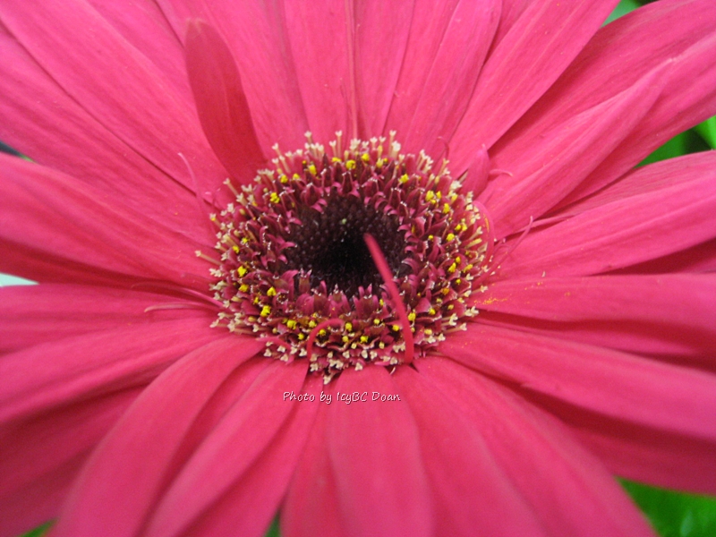 Pure Pink Tone Gerbera Daisy