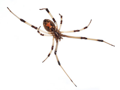 brown widow spider bites pictures. rown widow spider bites